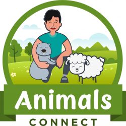Animals Connect